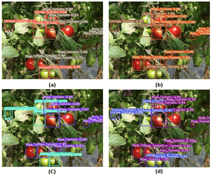Comparison of YOLO-tomato models