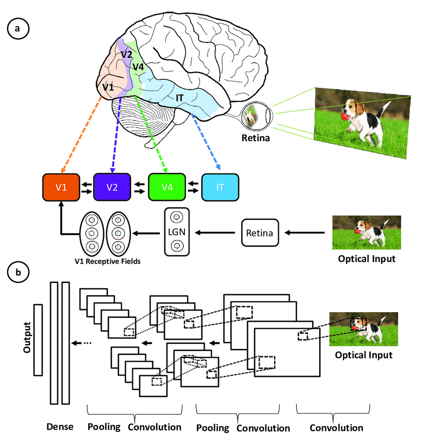 Illustration of the corrispondence between the areas associated with the primary visual cortex and the layers in a convolutional neural network